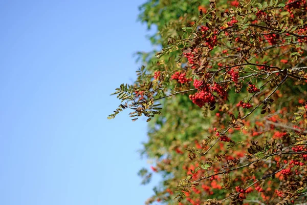 Gałęzie Jarzębiny Pokryte Piękne Czerwone Jagody Przeciw Błękitne Niebo Sorbus — Zdjęcie stockowe