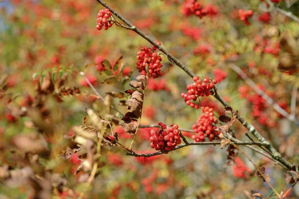 Gałęzie Jarzębiny Pokryte Piękne Czerwone Jagody Jagód Jarzębiny Dojrzewają Drzewie — Zdjęcie stockowe