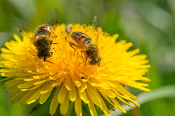 Δύο Μέλισσες Συλλέγουν Γύρη Από Ένα Λουλούδι Πικραλίδα — Φωτογραφία Αρχείου