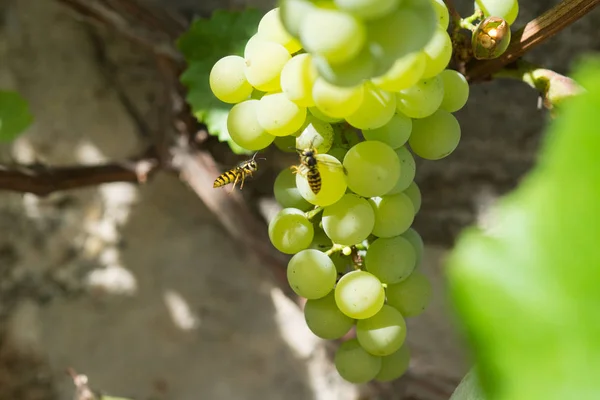 Wasp Żywiące Się Winogron Wasp Zjada Winogron Winnicy Szczelnie Góry — Zdjęcie stockowe