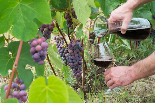 Rött Vin Som Strömmade Från Flaska Vin Ett Glas Vinprovning — Stockfoto