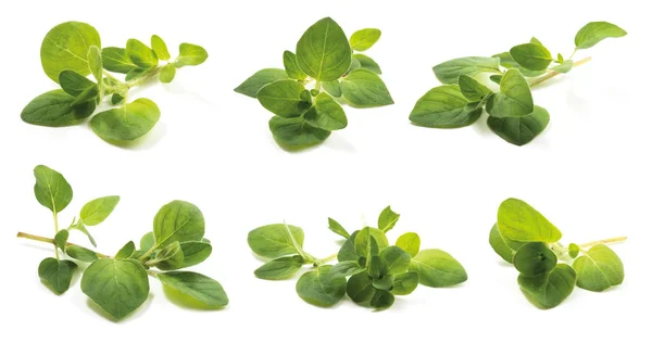 オレガノ ハナハッカ属性中 新鮮な葉は 薬の高い抗酸化プロパティを持ちます 白い背景に分離 — ストック写真