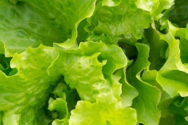 Bahçede yeşil salata yaprakları. Taze salata arka bahçesinde.