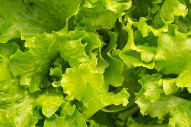 Bahçede yeşil salata yaprakları. Taze salata arka bahçesinde.