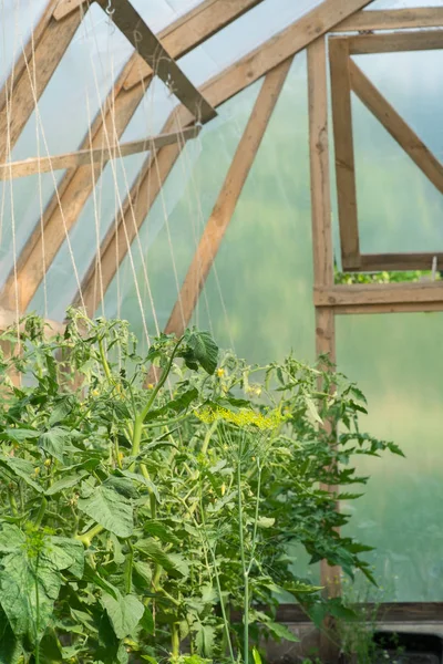 Tomato Plants Greenhouse Organic Farming Agriculture Concept — Stock Photo, Image