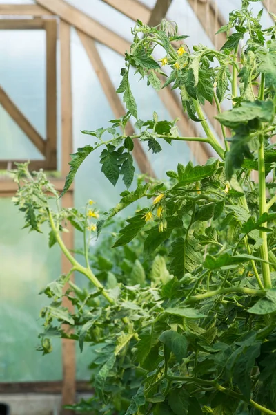 Tomato Plants Greenhouse Organic Farming Agriculture Concept — Stock Photo, Image