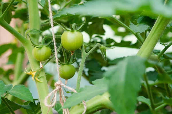 Closeup Group Young Green Tomatoes Growing Greenhouse Green Tomatoes Plantation — Stock Photo, Image