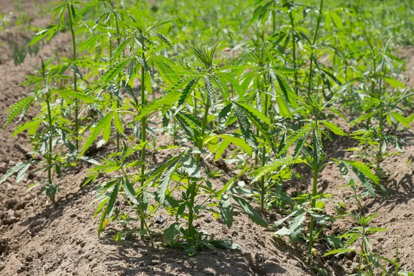 Hennep Plant Buiten Wiet Boerderij Veld Cannabis Sativa — Stockfoto