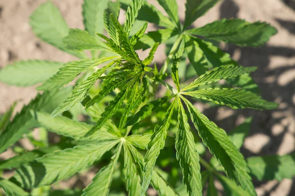 Hemp plant at outdoor cannabis farm field (Cannabis Sativa)