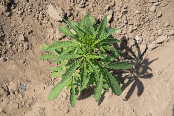 Hemp plant at outdoor cannabis farm field (Cannabis Sativa)