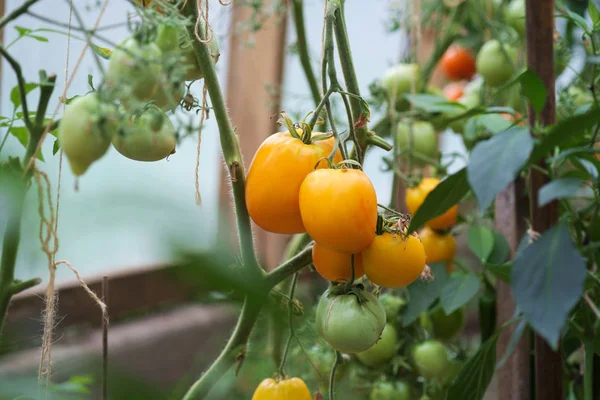 Closeup Group Yellow Green Organic Tomatoes Growing Greenhouse — Stock Photo, Image