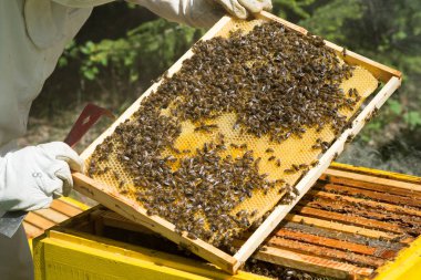 Apiary'de petek çerçevesini denetleyen koruyucu iş kıyafetinde arıcı.