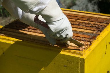 Apiary'de petek çerçevesini denetleyen koruyucu iş kıyafetinde arıcı.
