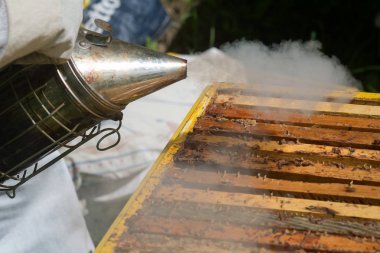 Apiary'de petek çerçevesini denetleyen koruyucu iş kıyafetinde arıcı.