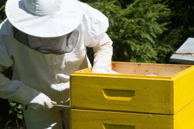 Apiary'de petek çerçevesini denetleyen koruyucu iş kıyafetinde arıcı.