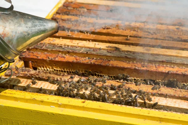 Mehiläishoitaja Suojaavissa Työvaatteissa Tarkastamassa Hunajakennon Runkoa Mehiläistarhassa — kuvapankkivalokuva