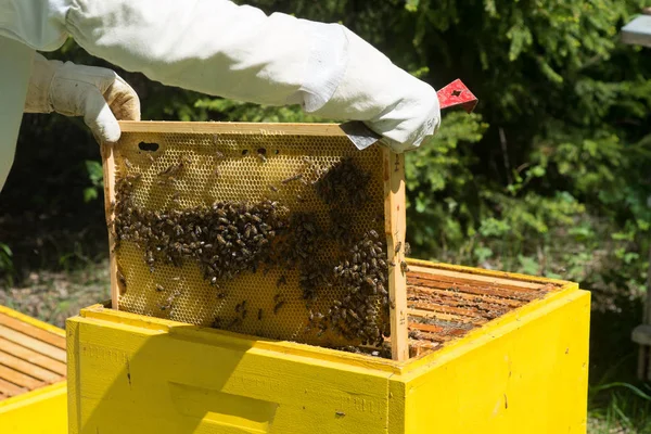 Apiculteur Tenue Travail Protectrice Inspectant Cadre Nid Abeille Rucher — Photo