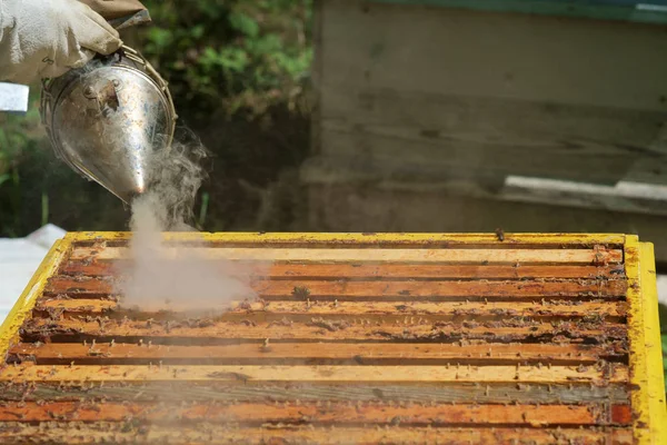 養護服の養蜂家がハニカムフレームを検査 — ストック写真