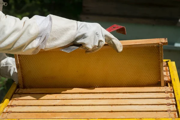 Mehiläishoitaja Suojaavissa Työvaatteissa Tarkastamassa Hunajakennon Runkoa Mehiläistarhassa — kuvapankkivalokuva