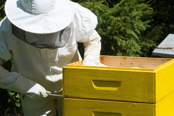 Apiculteur Tenue Travail Protectrice Inspectant Cadre Nid Abeille Rucher — Photo