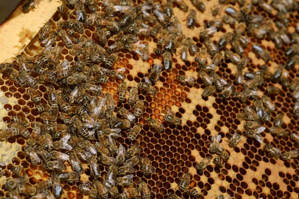 Vista Cerca Las Abejas Que Trabajan Las Celdas Miel — Foto de Stock