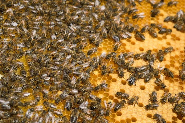 Vue Rapprochée Des Abeilles Qui Travaillent Sur Les Cellules Miel — Photo