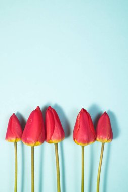 Masmavi Renk Arka Planda İzole Edilmiş beş Kırmızı Lale sırası