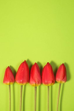 Yeşil Renk Arka Plan üzerinde Izole beş Kırmızı Lale Satır