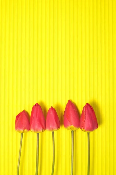 Rząd Pięciu Czerwonych Tulipanów Wyizolowanych Żółtym Tle Koloru — Zdjęcie stockowe