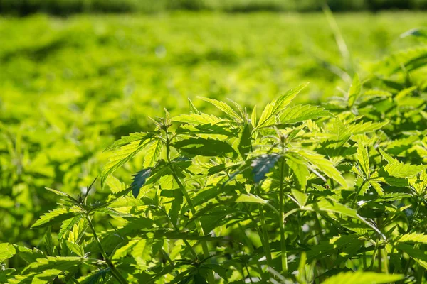 新的工业大麻植物生长在外地 大麻水稻 — 图库照片
