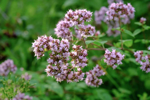 Blooming Oregano Garden Close Selective Focus Used Medicine Herb — Stock Photo, Image