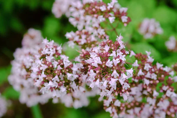 stock image Blooming oregano in the garden close-up, selective focus. Used in medicine and as a herb.