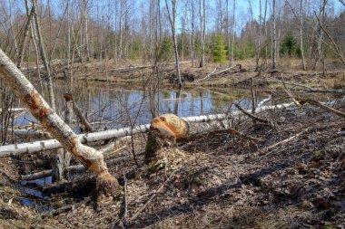 huş ağacı gövdesi düştü kunduzlar gölün kıyısında yığılmış.
