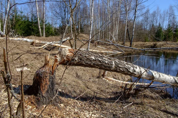 Huş Ağacı Gövdesi Düştü Kunduzlar Gölün Kıyısında Yığılmış — Stok fotoğraf