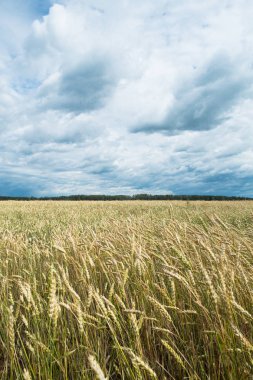 Buğday tarlaları, mısır gevreği, arka planda karanlık fırtına gökyüzü. (Tritikum)