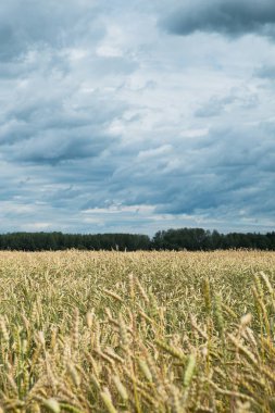 Buğday tarlaları, mısır gevreği, arka planda karanlık fırtına gökyüzü. (Tritikum)