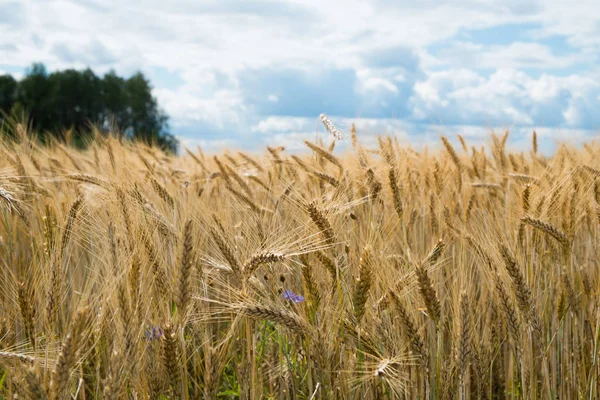 Roggen Getreide Dunkler Gewitterhimmel Hintergrund Secale Cereale — Stockfoto