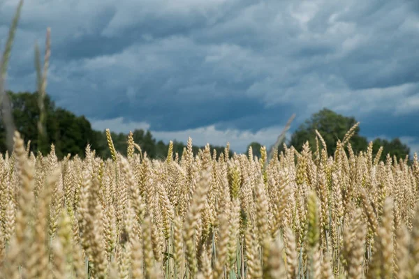 Velden Van Tarwe Graan Donkere Storm Hemel Achtergrond Triticum — Stockfoto