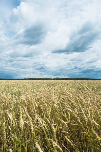 Velden Van Tarwe Graan Donkere Storm Hemel Achtergrond Triticum — Stockfoto