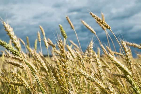 Weizenfelder Getreide Dunkler Gewitterhimmel Hintergrund Triticum — Stockfoto