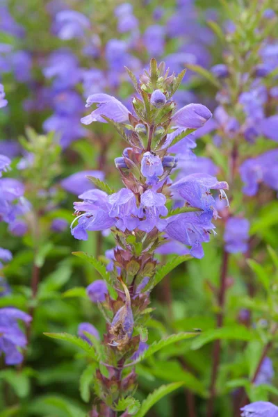 Flores Azules Dragonhead Moldavo Jardín Planta Medicinal Néctar Dracocephalum Moldavica — Foto de Stock