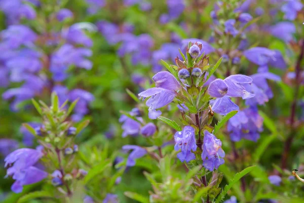 Kék Virágok Moldvai Dragonhead Kertben Gyógy Nektárt Növény Dracocephalum Moldavica — Stock Fotó
