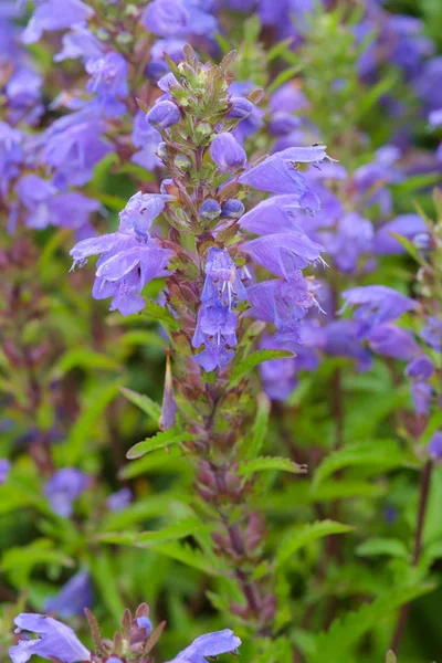 Flores Azules Dragonhead Moldavo Jardín Planta Medicinal Néctar Dracocephalum Moldavica — Foto de Stock