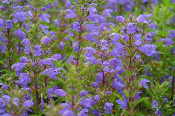 Fleurs Bleues Tête Dragon Moldave Dans Jardin Plante Médicinale Nectar — Photo