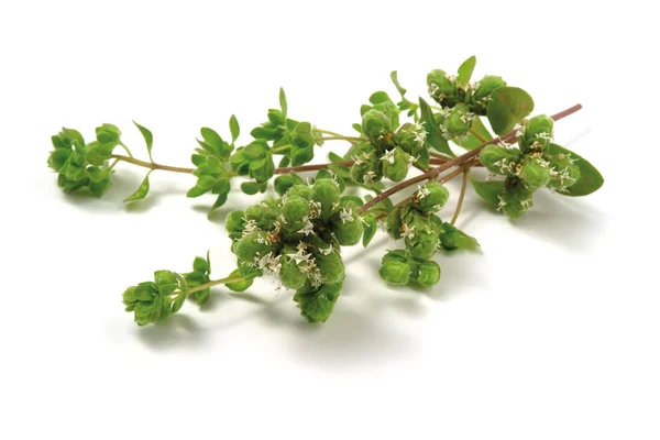 Beyaz arka planda marjoram. Origanum majorana