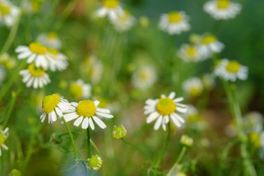 Bahçede bir grup papatya çiçeği. Alternatif şifalı bitkiler. Bilimsel adı Matricaria recutita, Matricaria chamomilla.