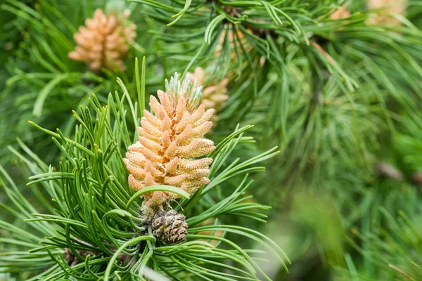 Blooming Buds Pine Cones Green Needles Branches Pine Tree Nature — Stock Photo, Image