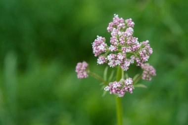 İlaç bitkileri - Yaz mevsiminde tomurcuklanan pembe çiçek açan Valerian (Valeriana officinalis).