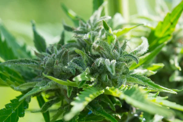 Gefeminiseerde Hennepplant Produceert Industriële Hennepbloem Voor Cbd Close Foto Van — Stockfoto