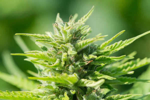 Feminized hemp plant produce industrial hemp flower for CBD. Close-up photo of Cannabis cones with leaves covered with trichomes. Hemp and hemp-derived CBD products are federally legal.